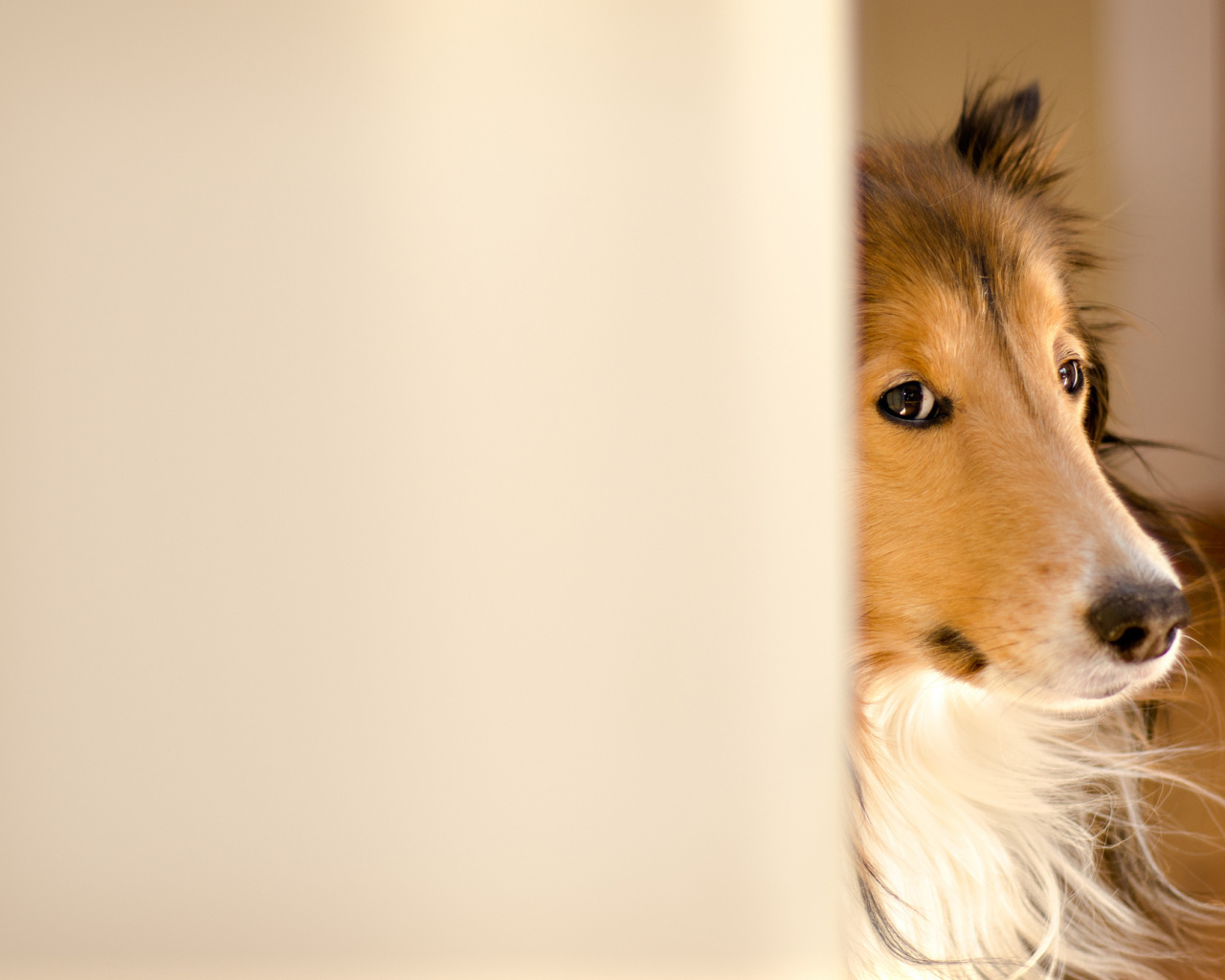 Колли выглядывает из-за стены