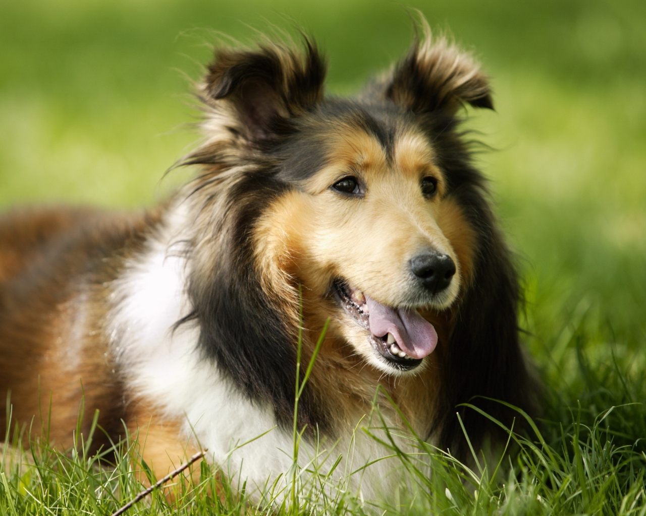 Колли лежит на траве