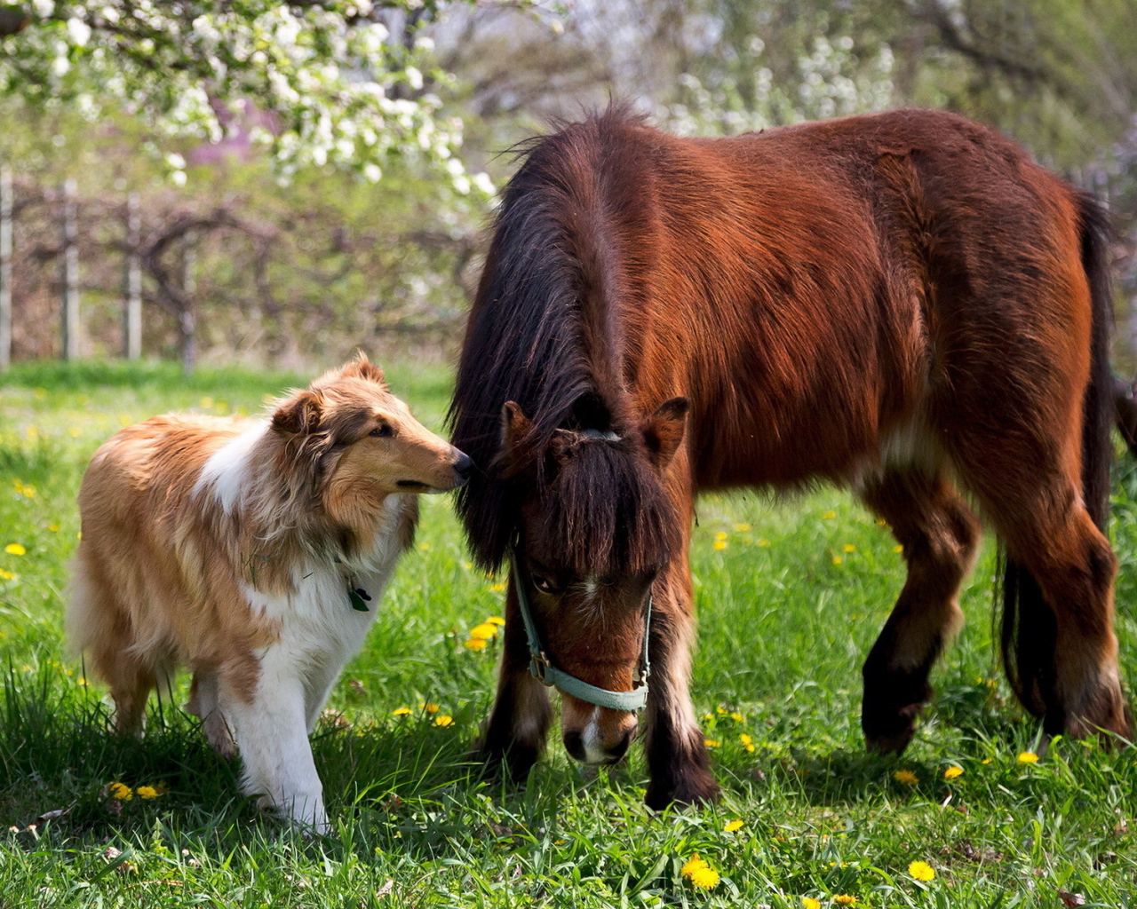 Колли рядом с лошадью
