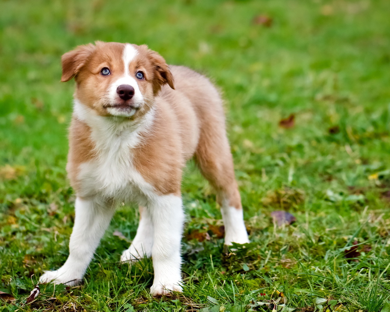 Щенок породы колли