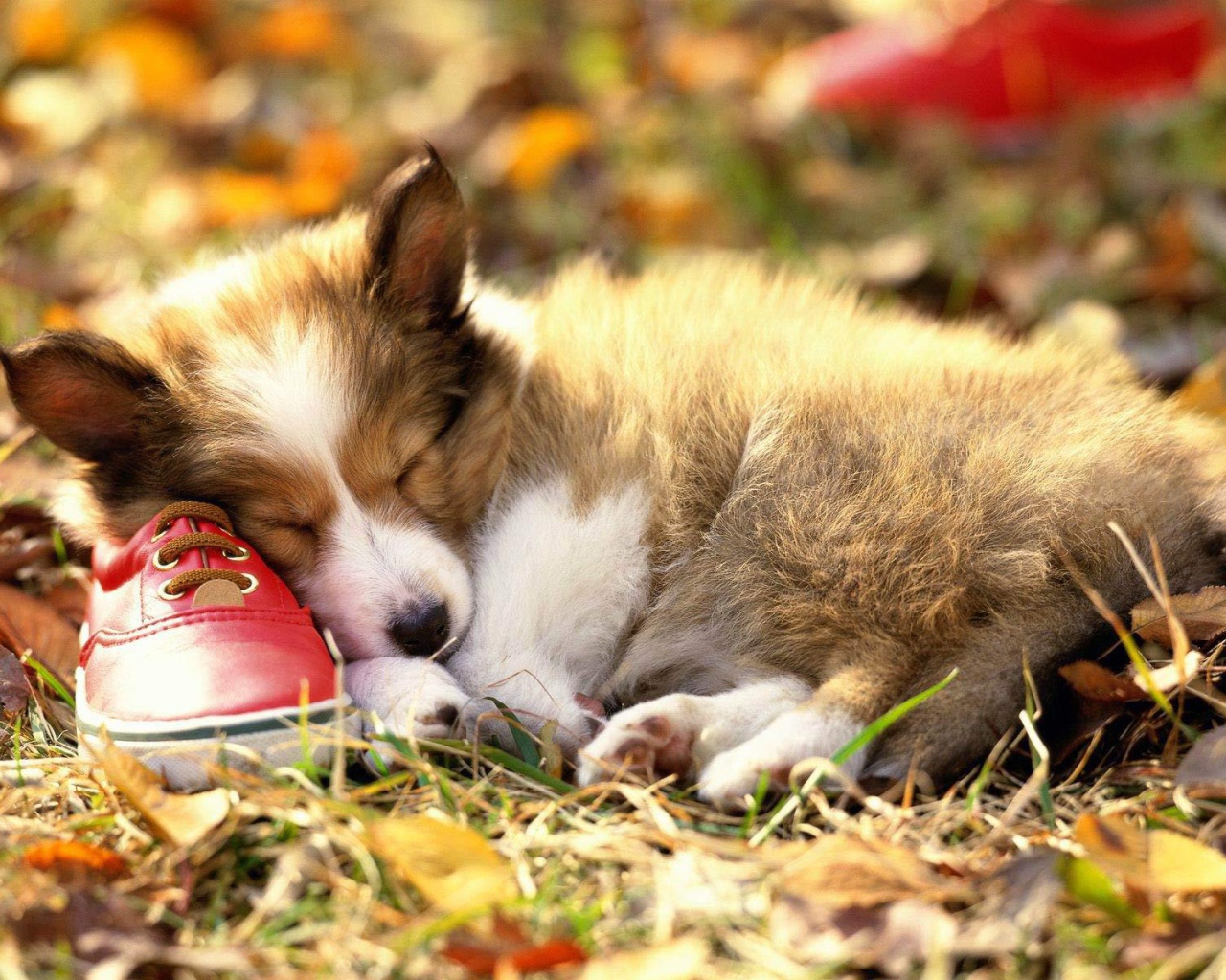 Щенок колли спит на тапке