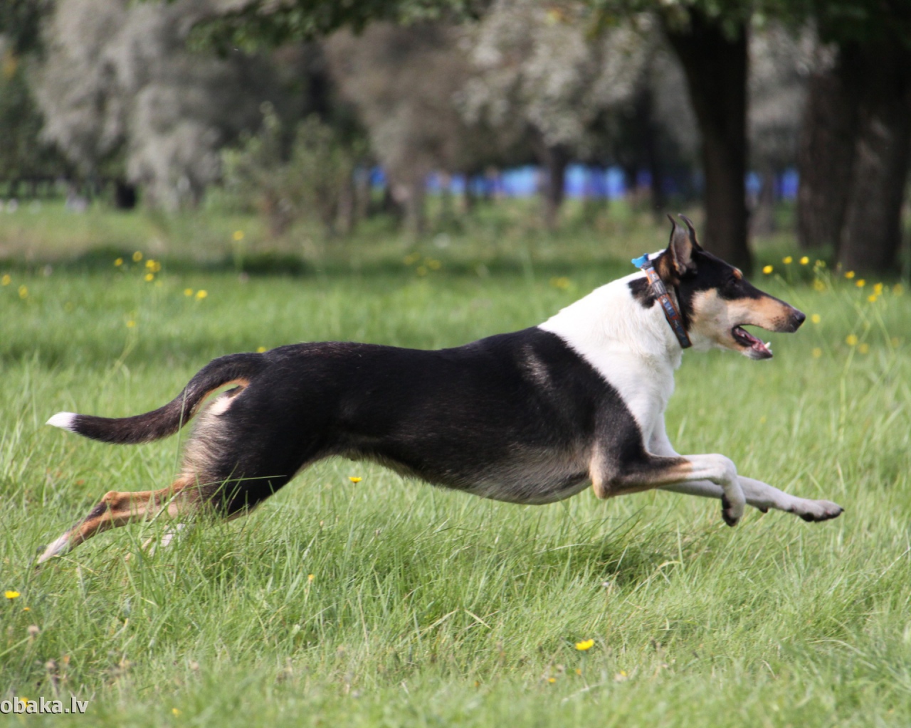 Колли бежит по парку