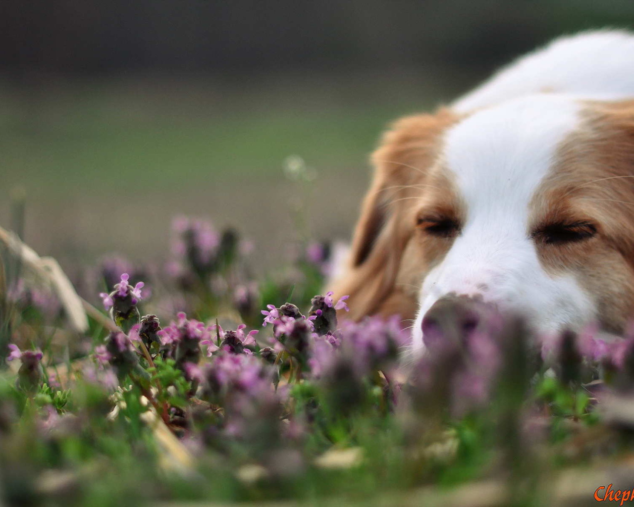 Колли спит в цветах