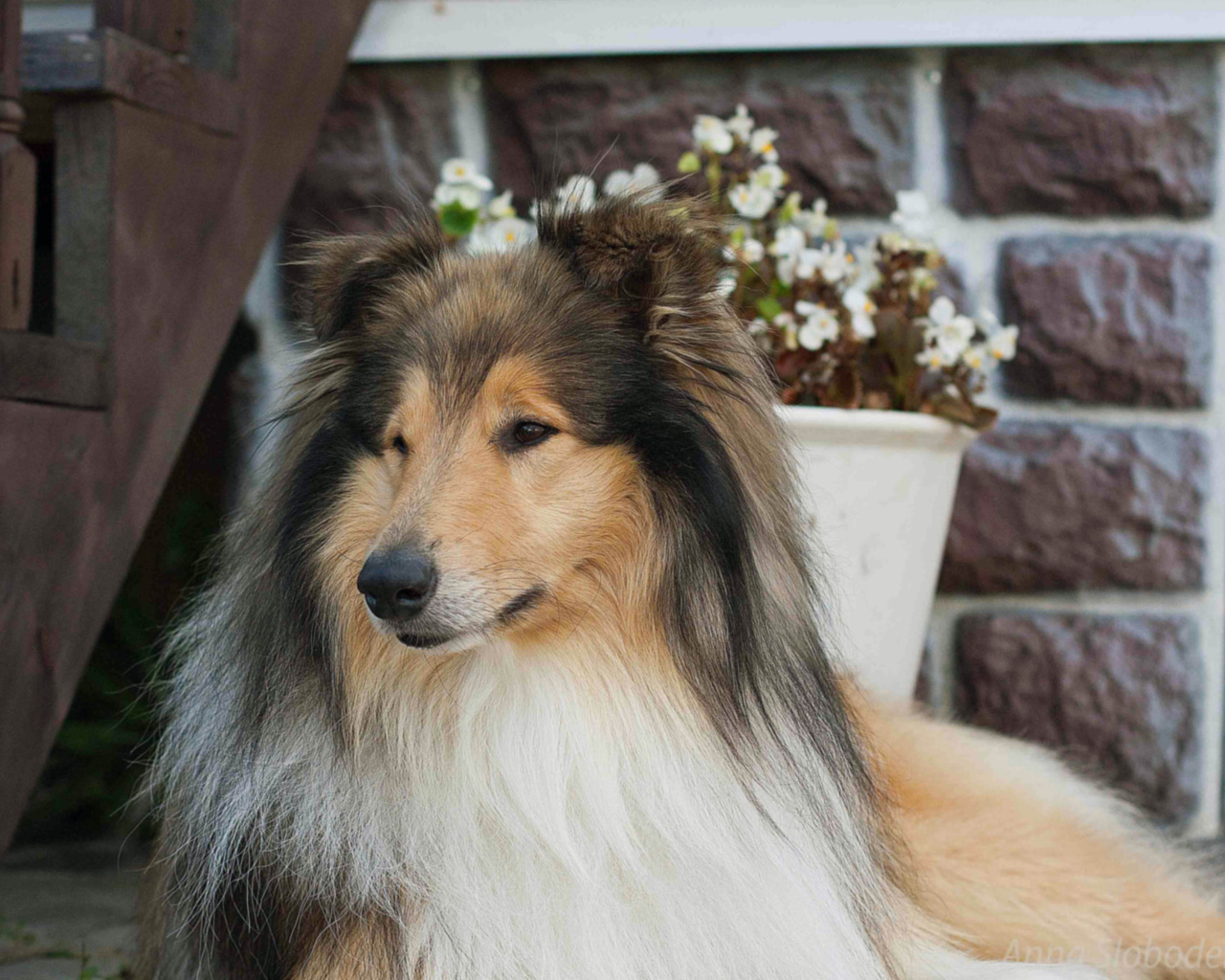 Колли с красивой прической