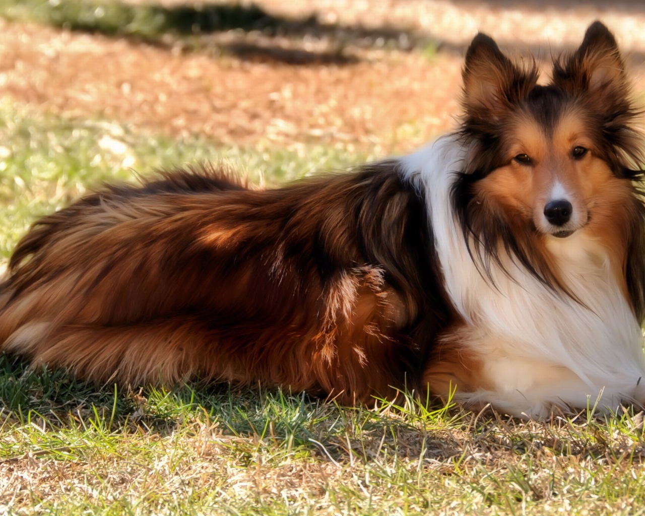 Колли на природе