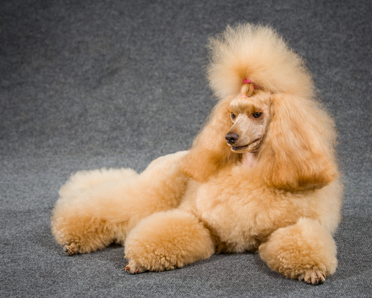 Причесанный пудель лежит