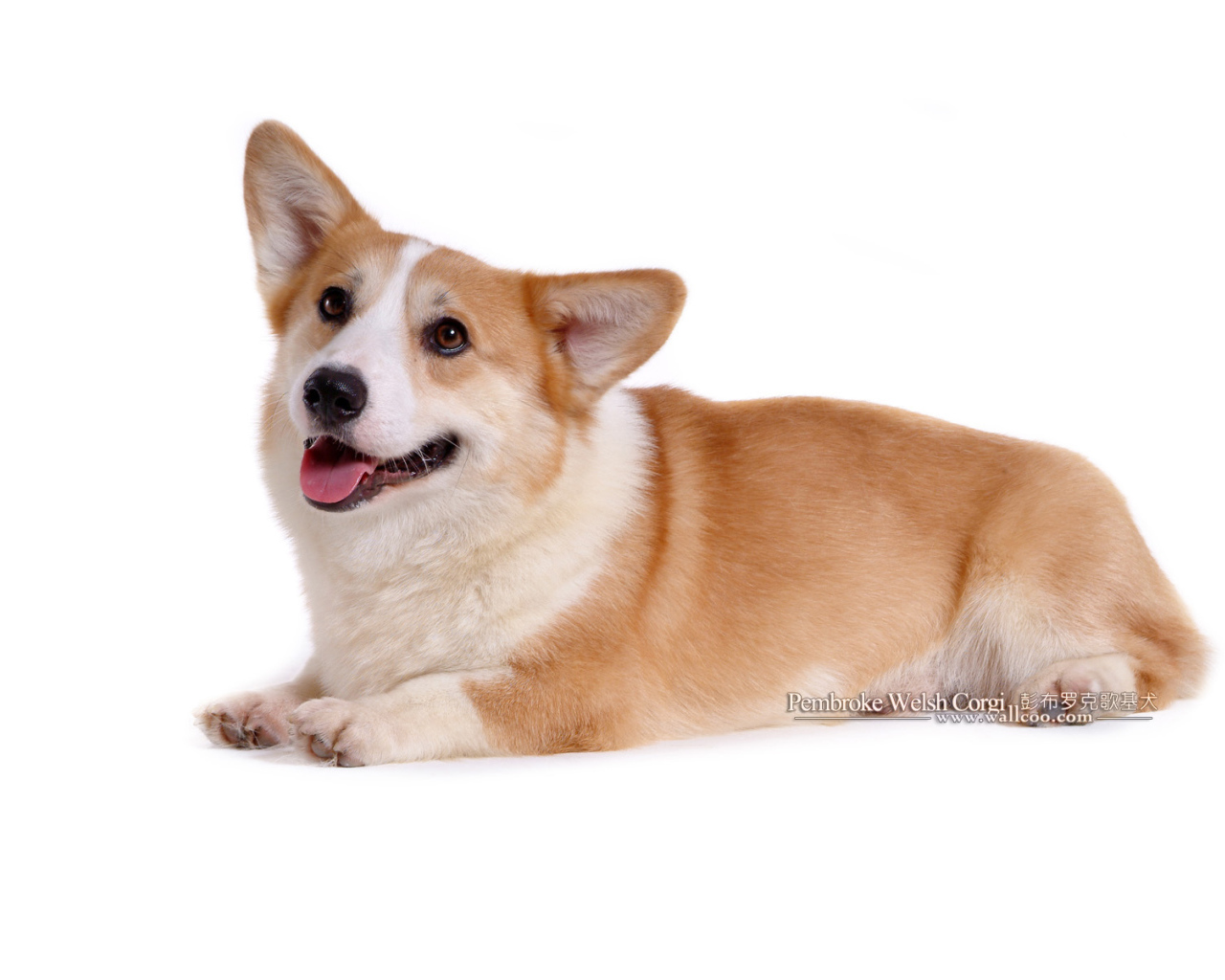 Собака вельш-корги лежит