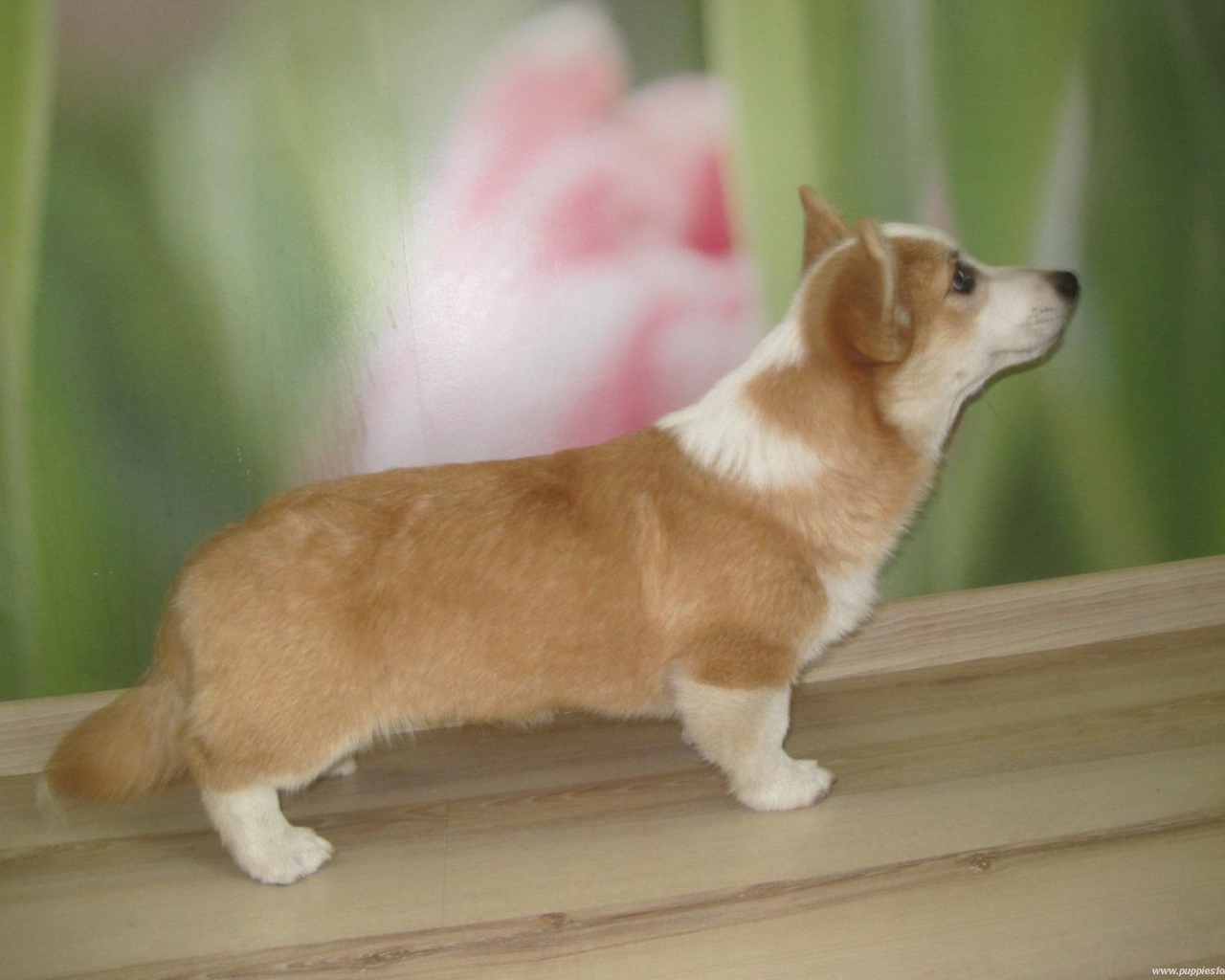 Пес вельш-корги стоит на подоконнике