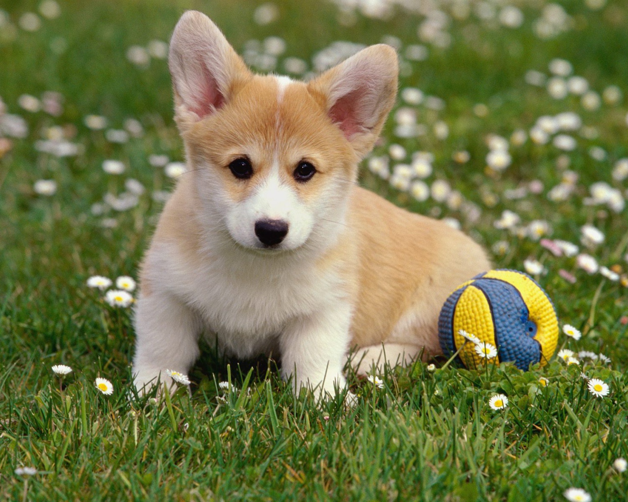 Щенок вельш-корги с мячом