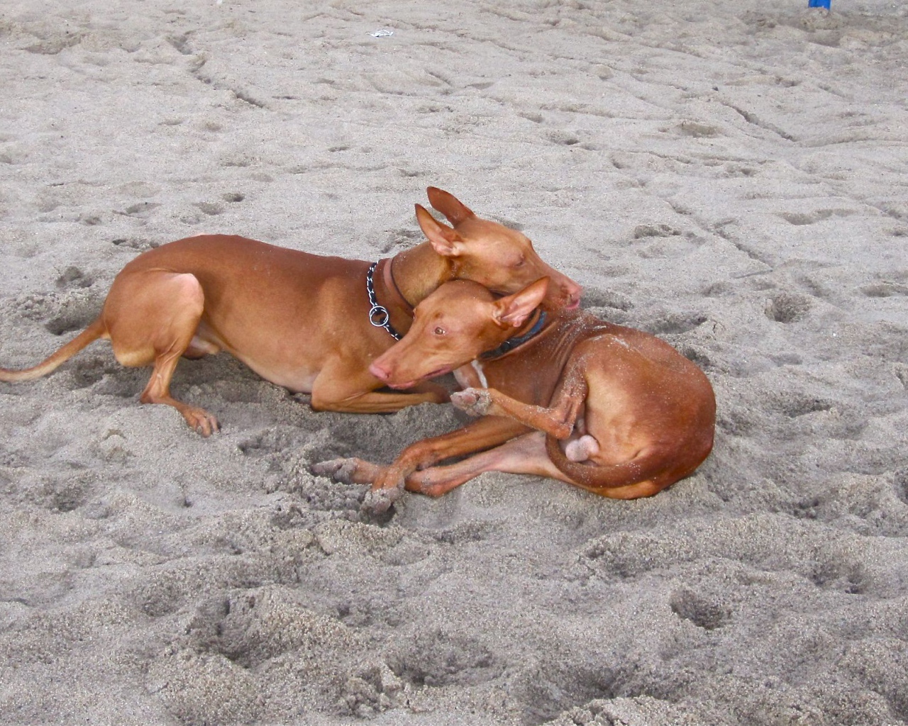 Пара фараоновых собак