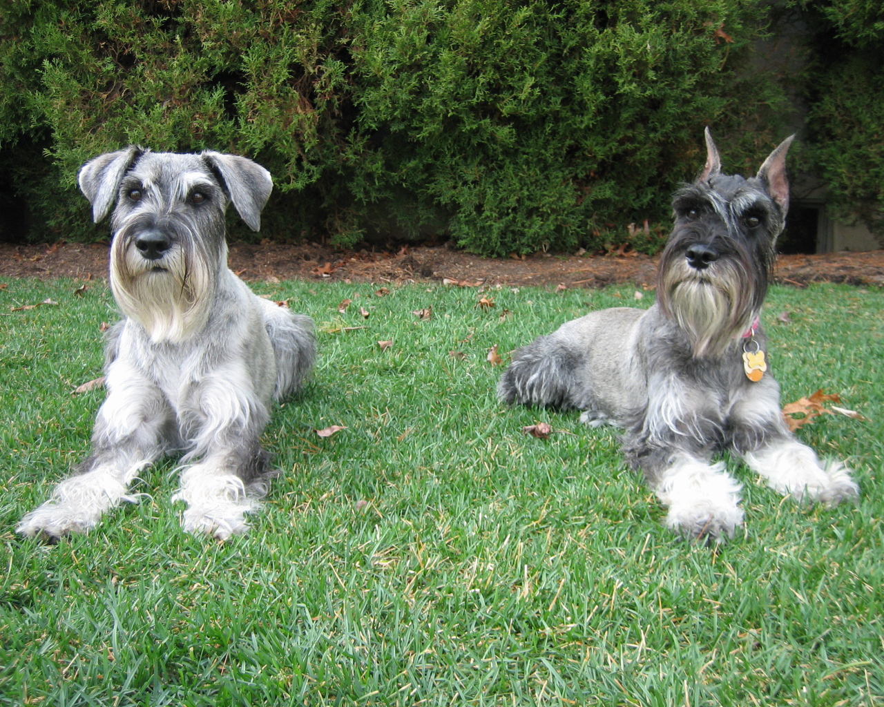 Пара шнауцеров лежит на траве