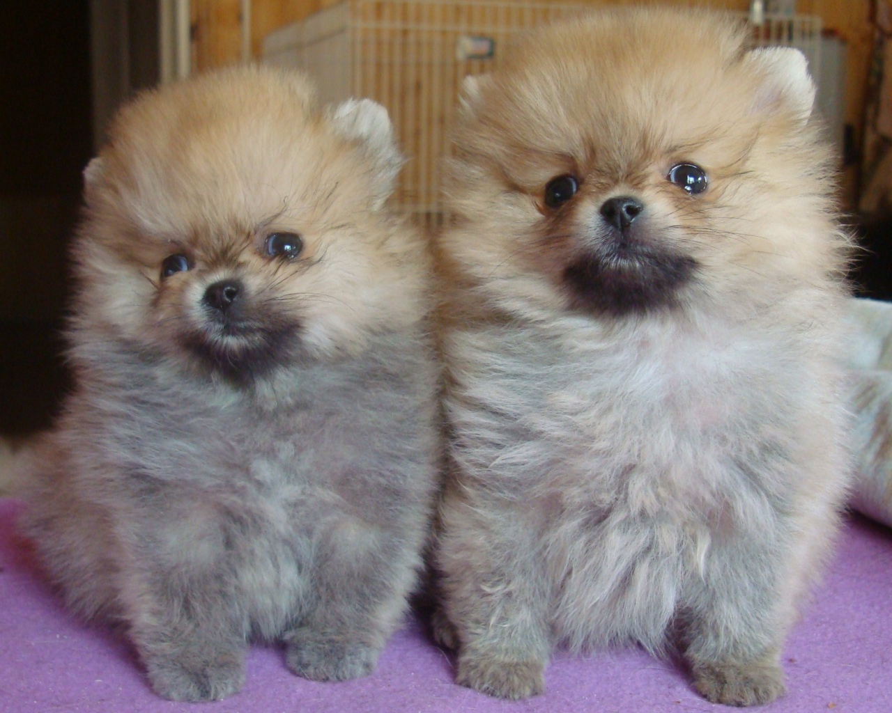 Пара щенков шпица