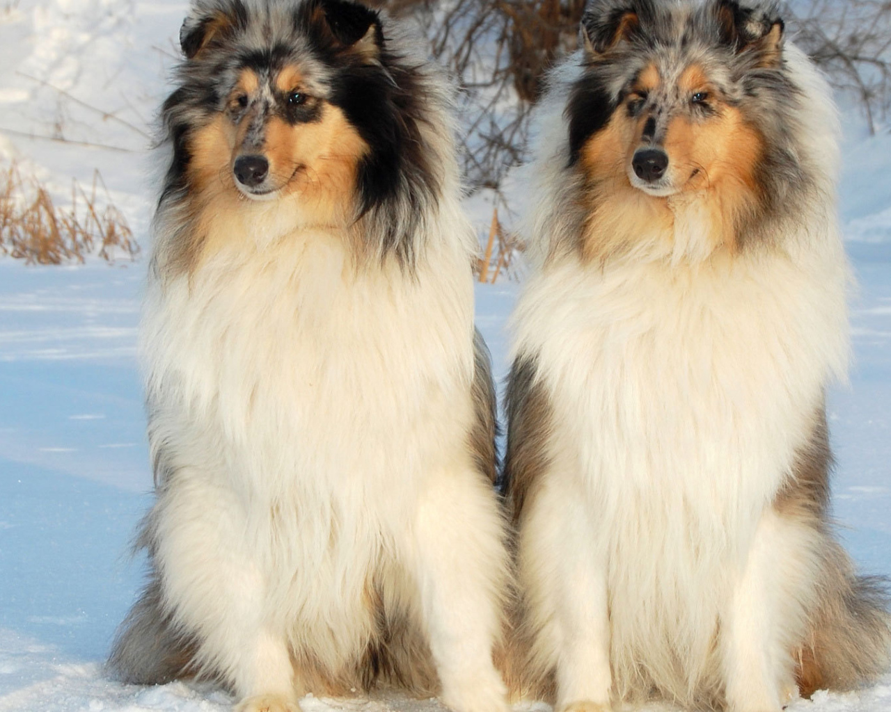 Пара колли на снегу