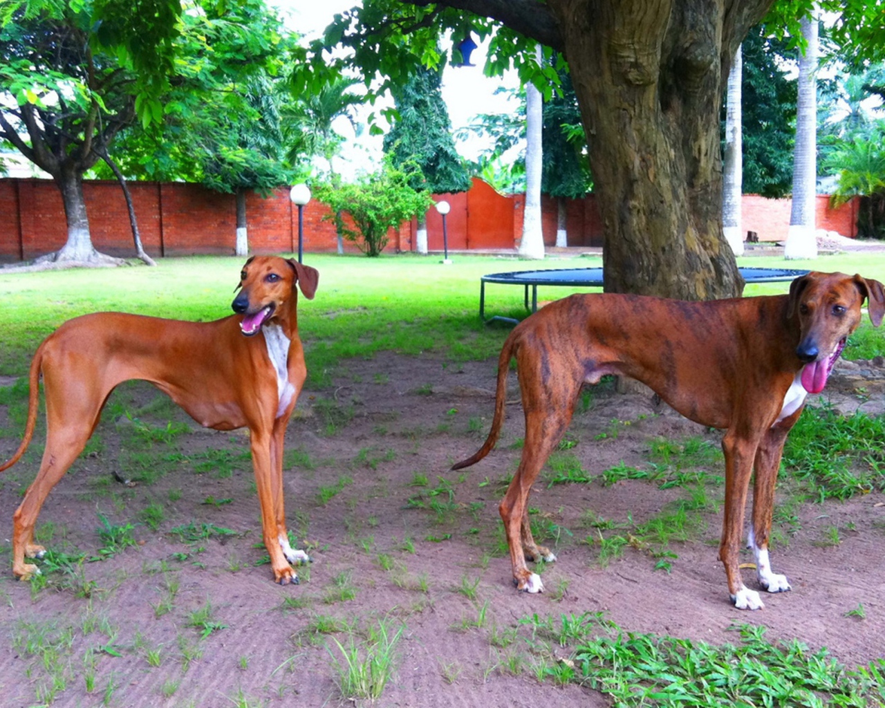 Пара собак азавак