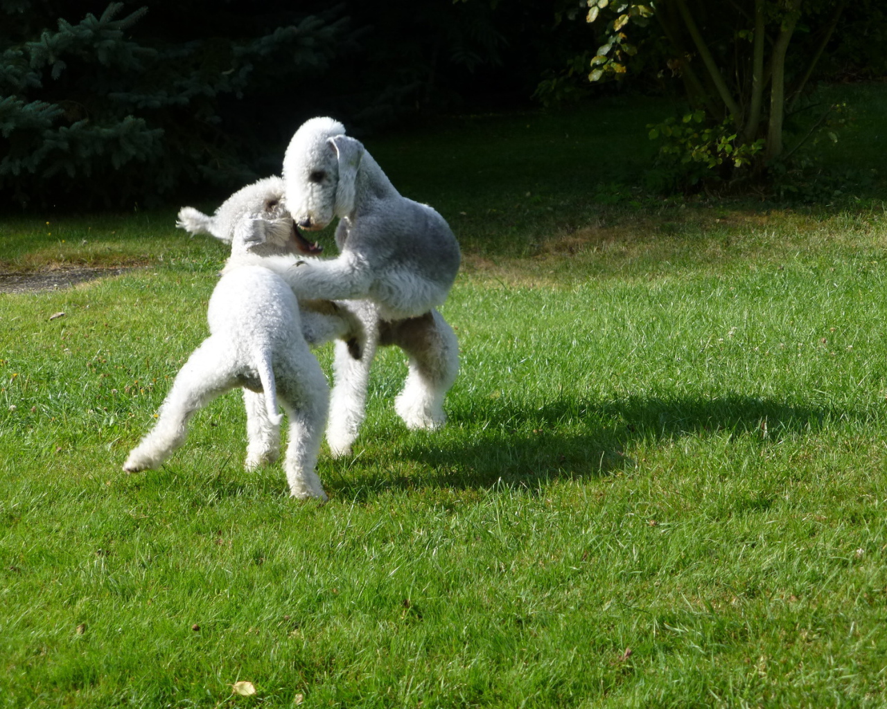 Пара собак бедлингтон терьер играют на лужайке
