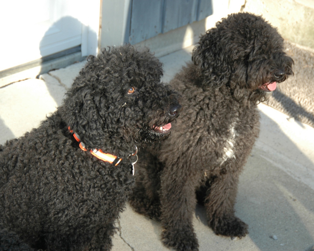 Пара собак барбет