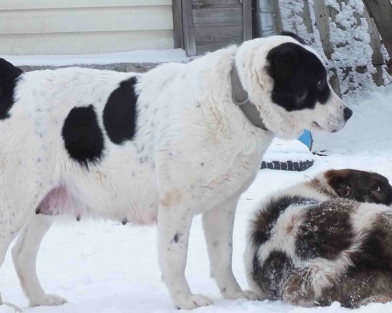 Пара алабаев на снегу