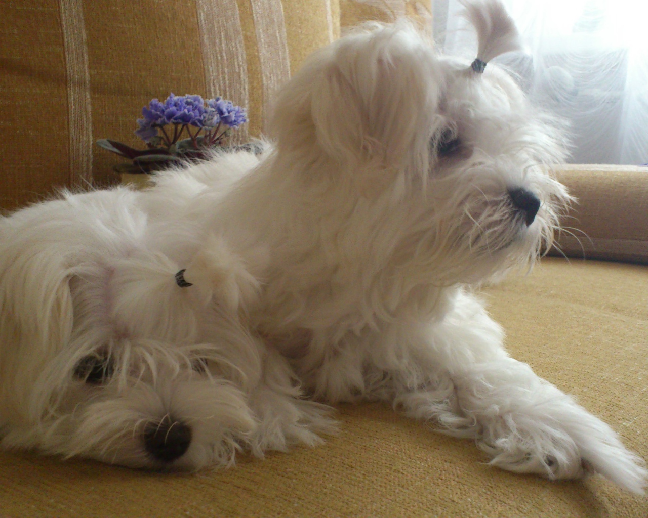 Пара болонок на диване