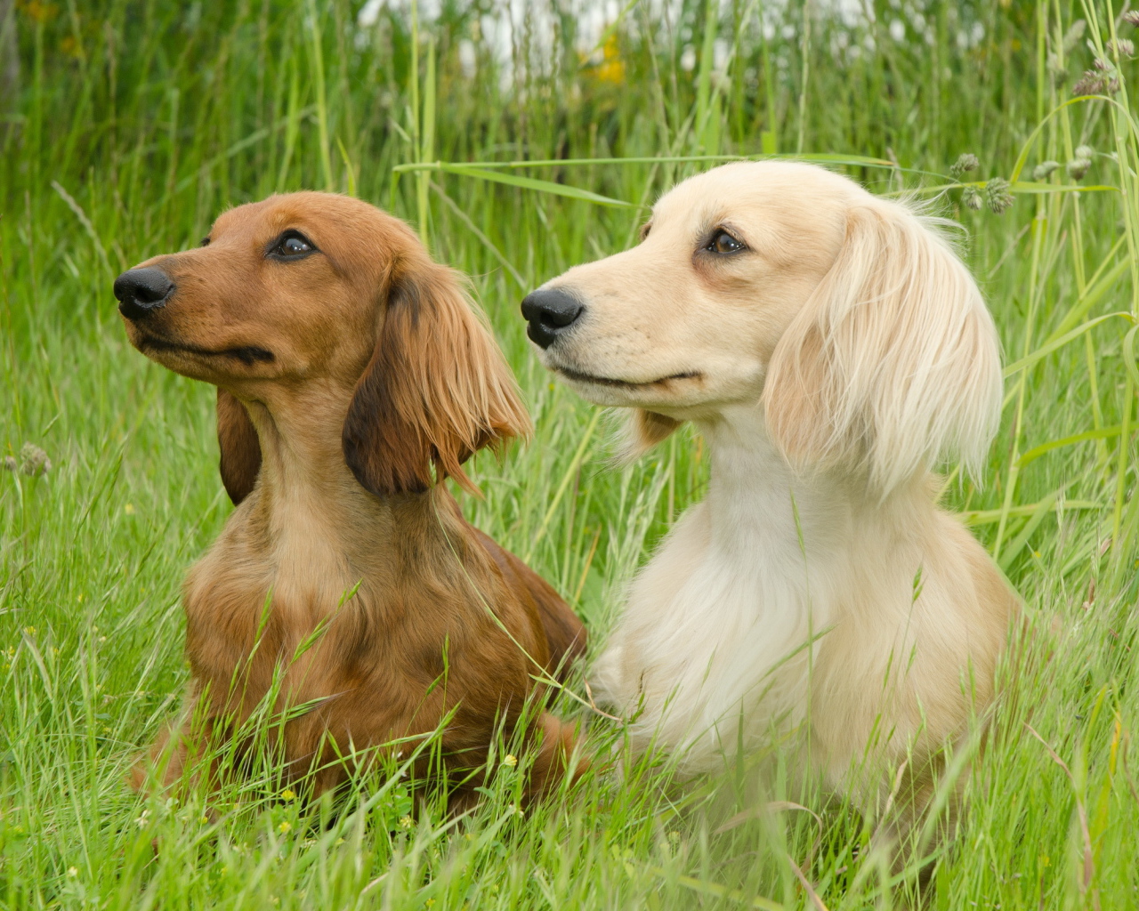 Пара такс на прогулке