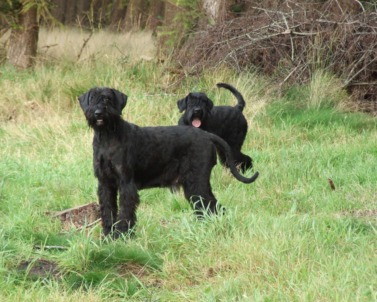 Пара шнауцеров на прогулке