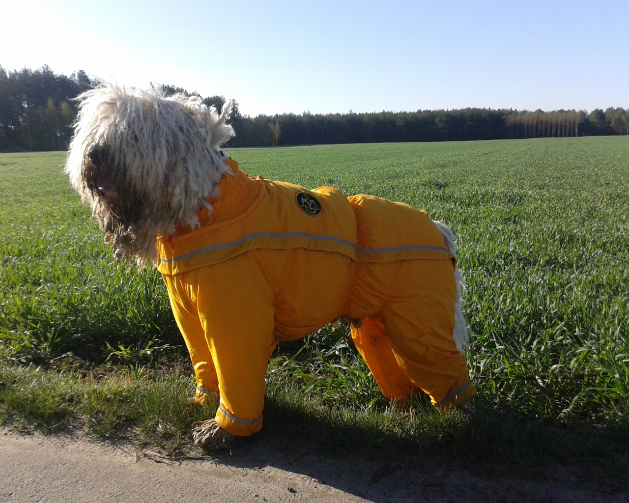 Комбинезон для комондора