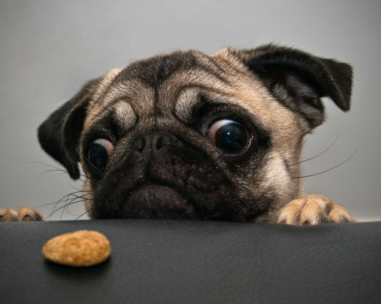 Отчаянный мопс