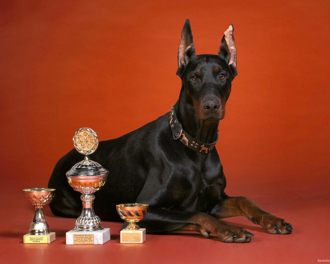 Кубки и доберман