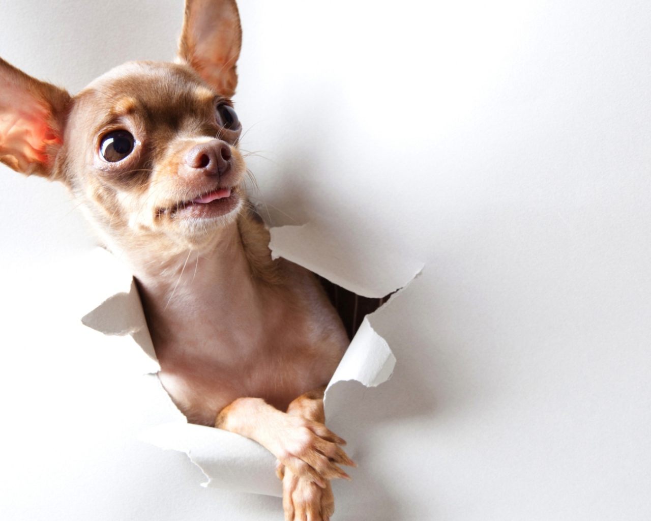 Любопытная собачка чихуахуа