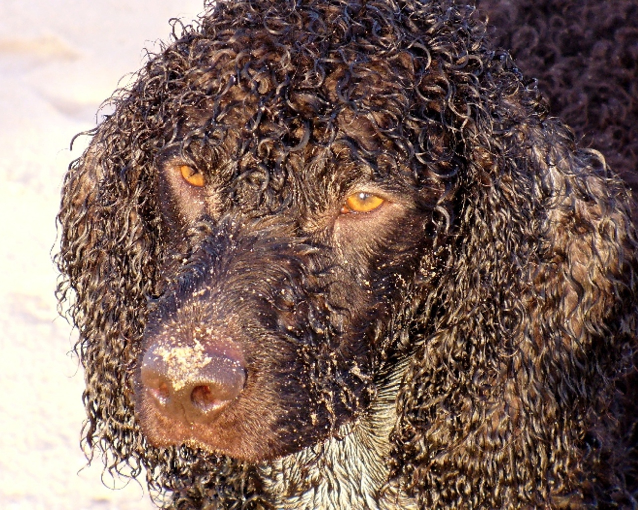 Кудряшки у ирландского водяного спаниеля