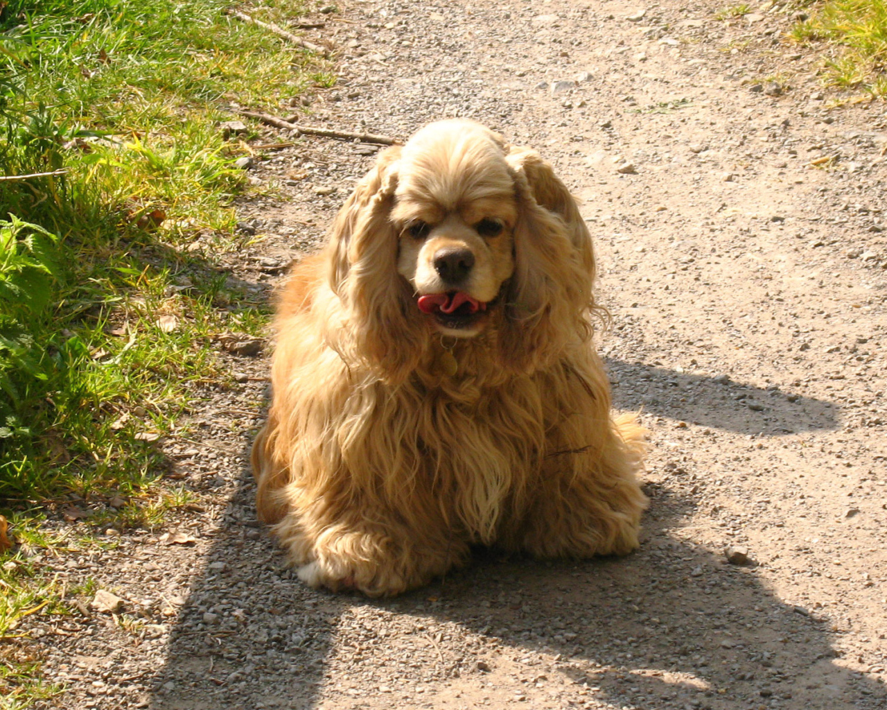 Милый американский кокер спаниель на дорожке
