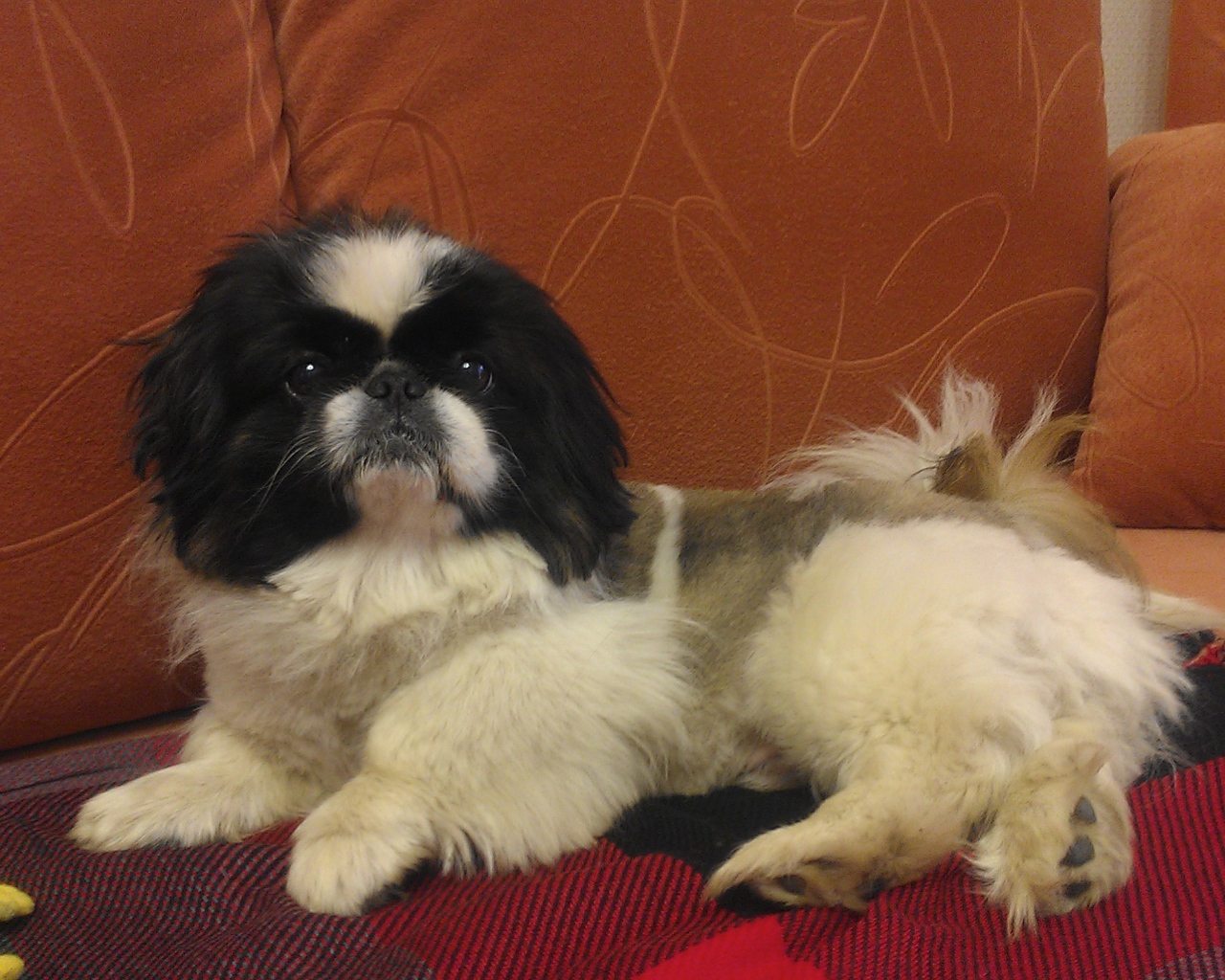 Милый пекинес на диване
