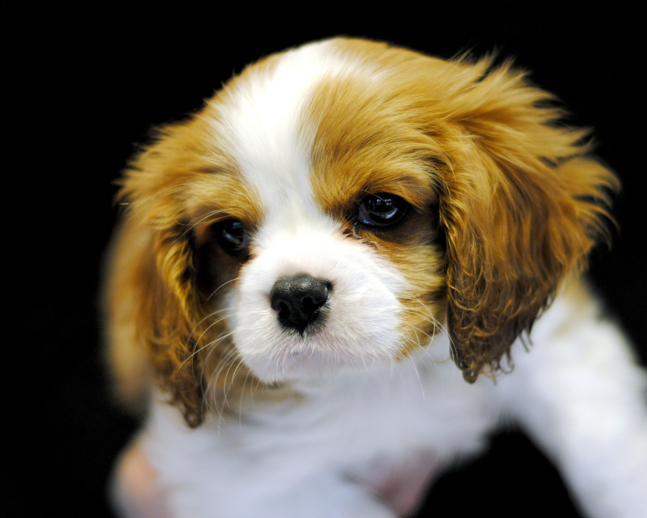 Милый щенок кавалер кинг чарльз спаниеля