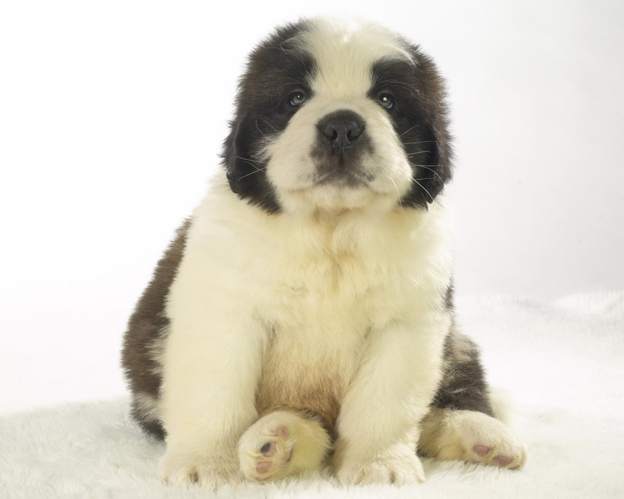 Милый щенок сенбернара