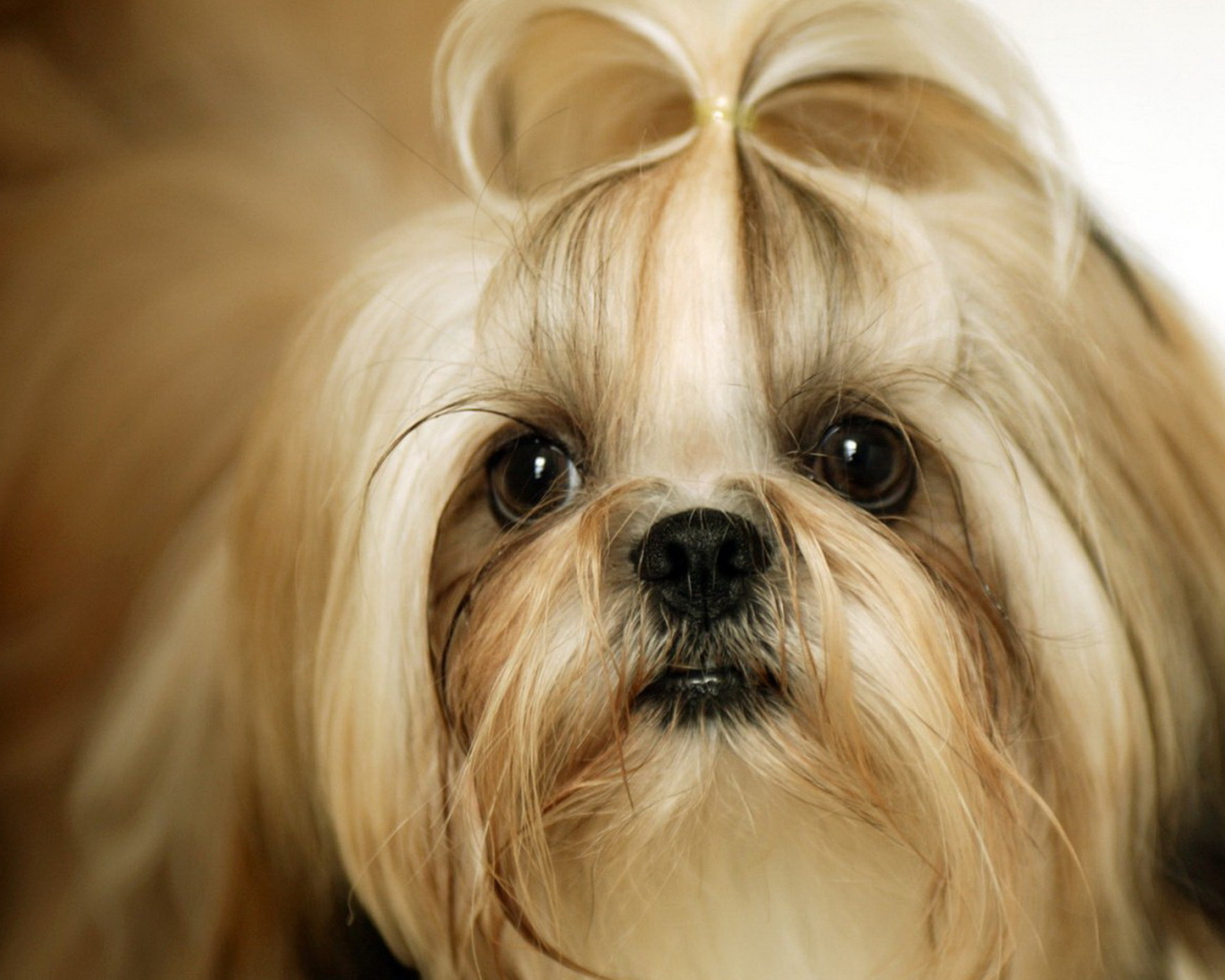 Милая собака шитцу