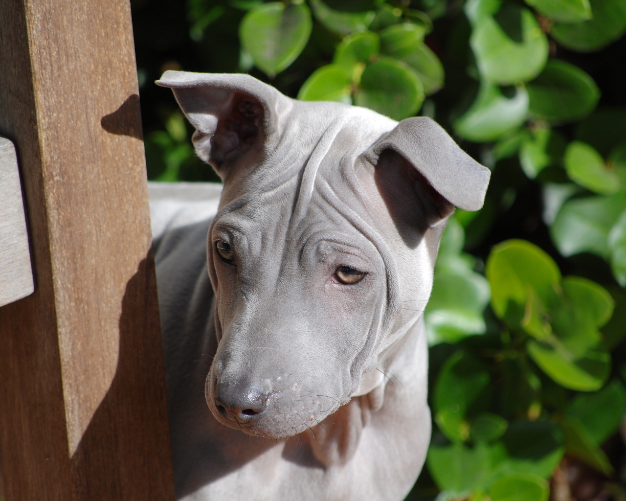 Симпатичный тайский риджбек