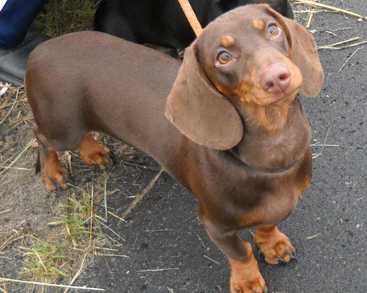 Милая коричневая такса