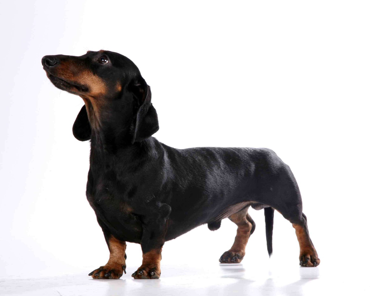 Милая собака такса