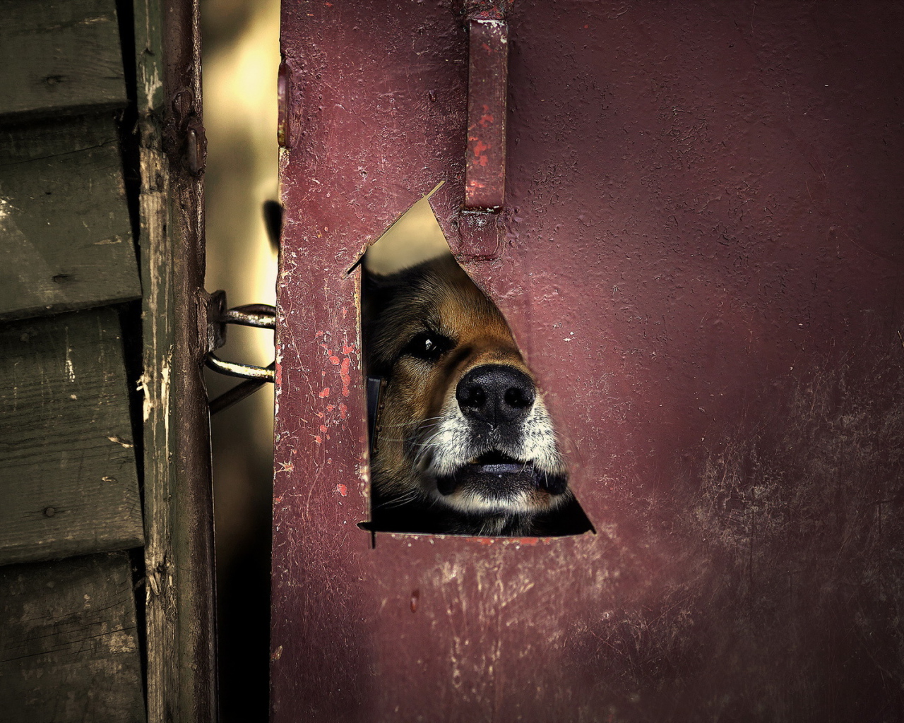 Мордашка милой собаки