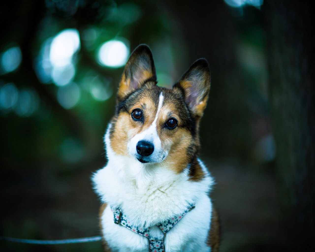 Милая собачка вельш-корги