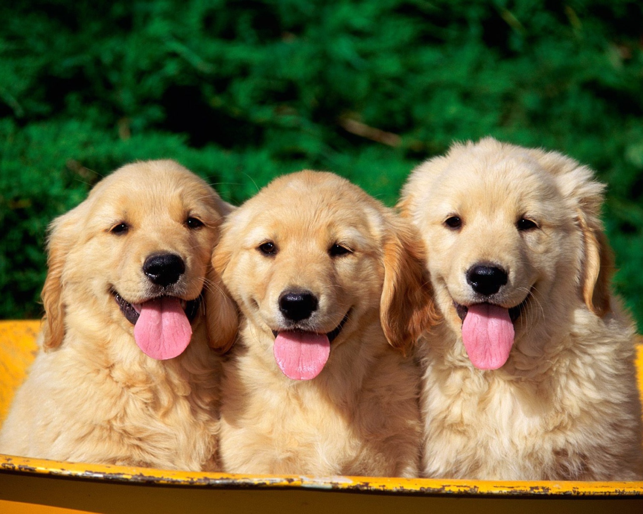 Милые собаки