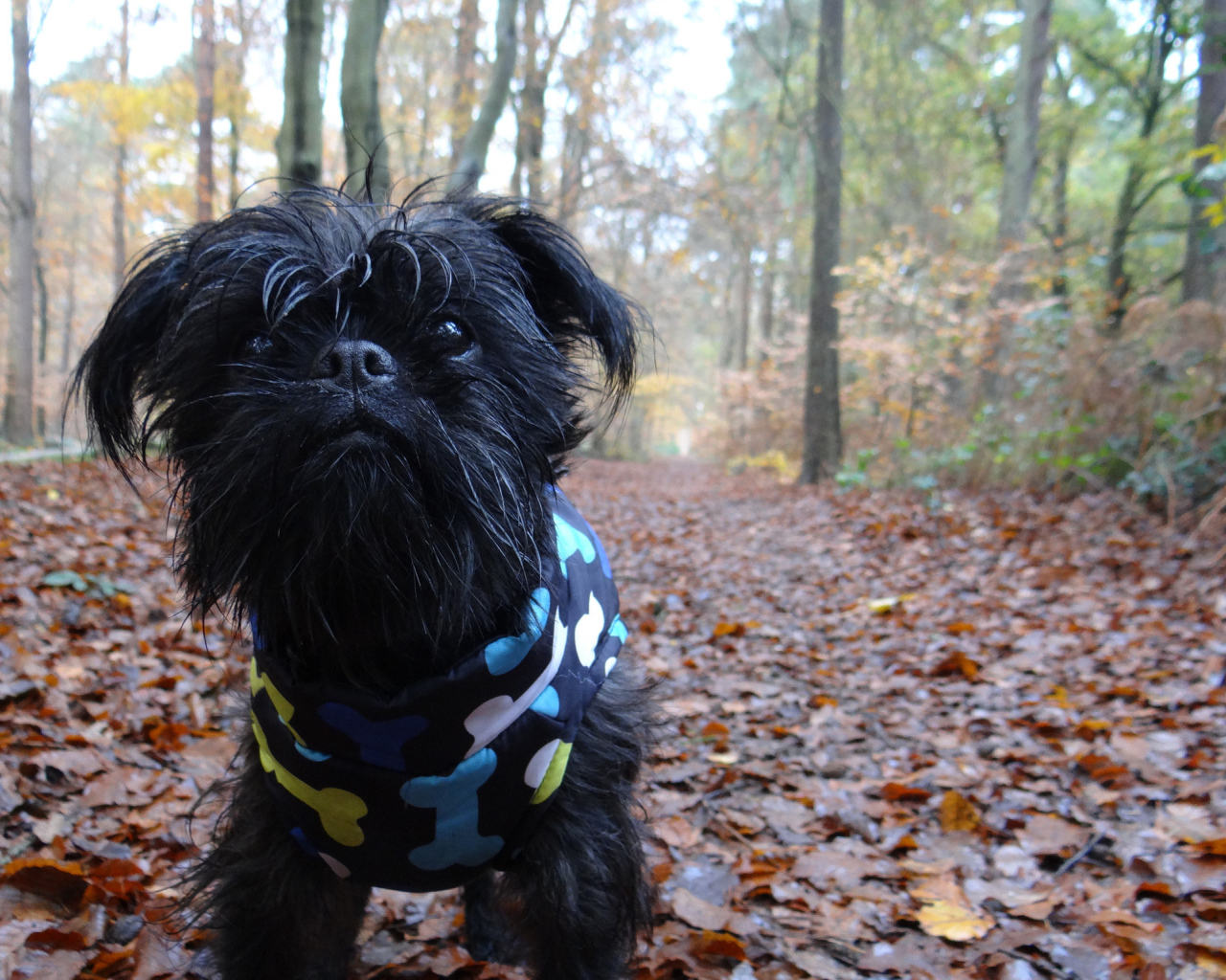 Симпатичный комбинезон аффенпинчера