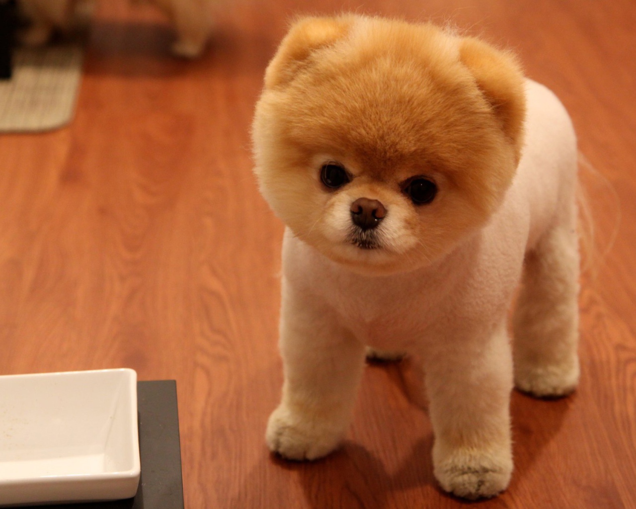 Милая собака