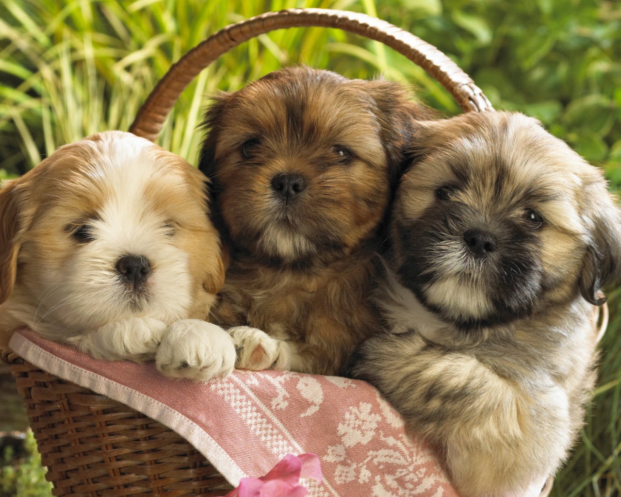 Красивые щенки