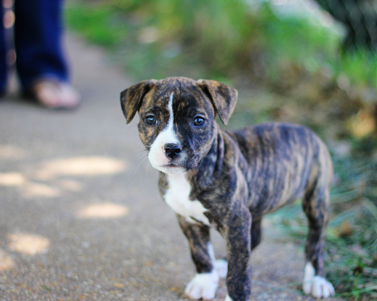 Милый щенок питбуля