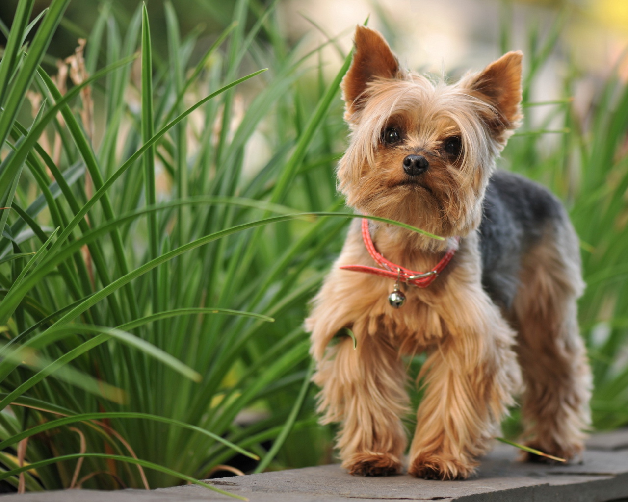 Милый лохматый песик