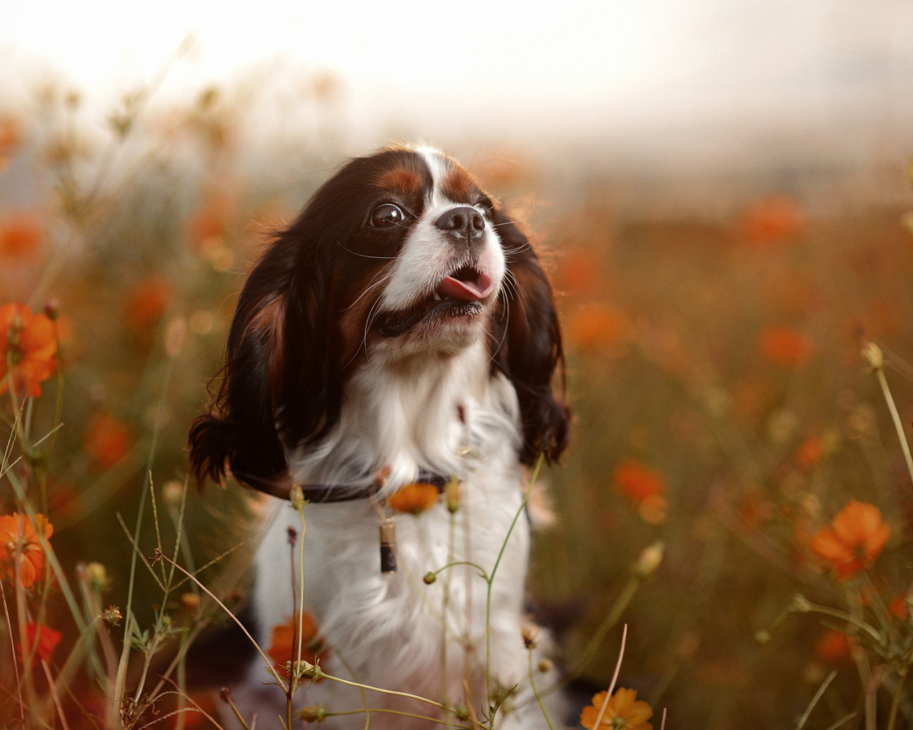 Милый спаниель среди цветов