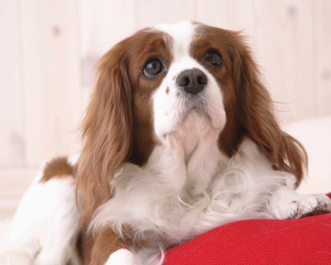 Милашка проснулся