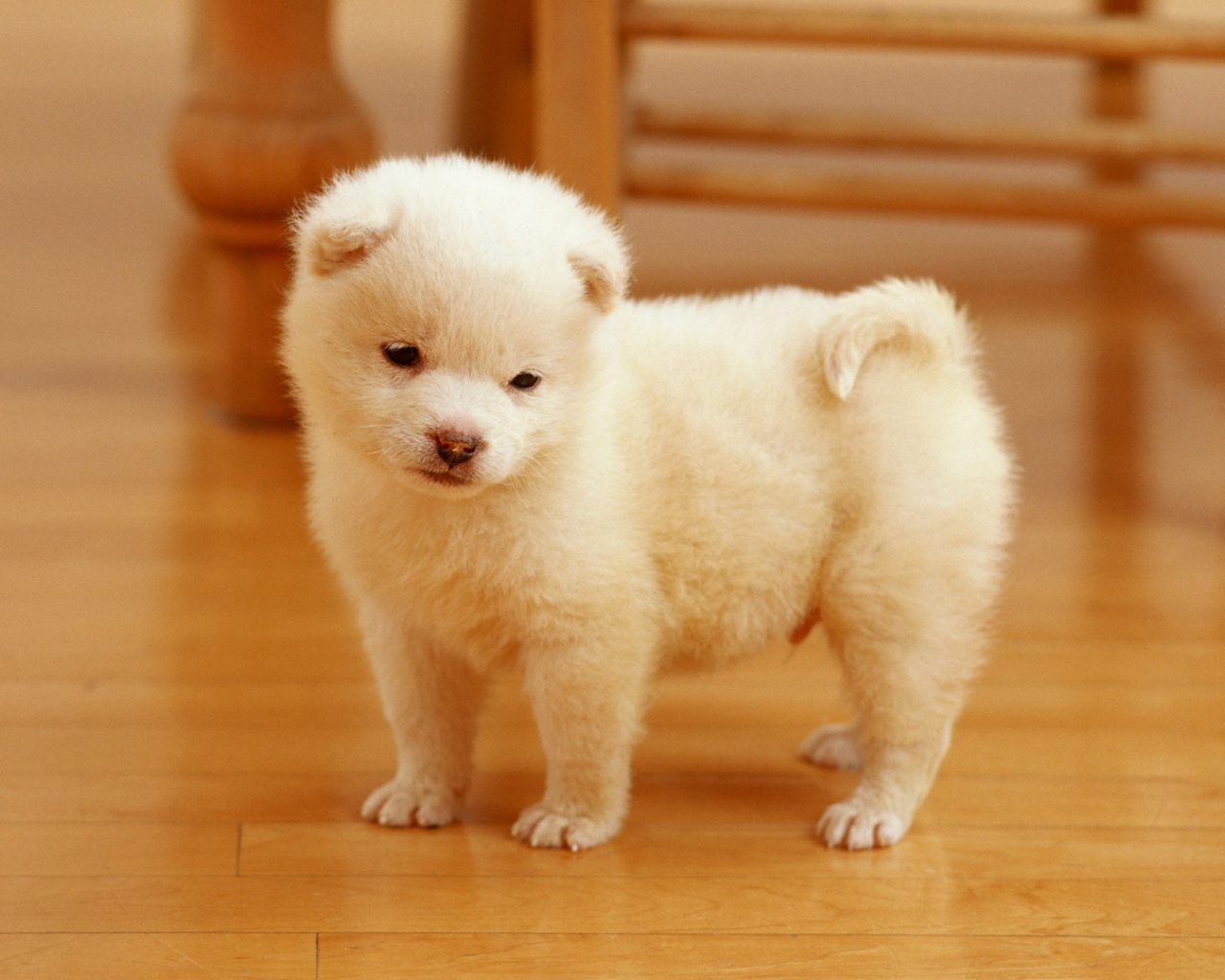 Очаровательный щенок