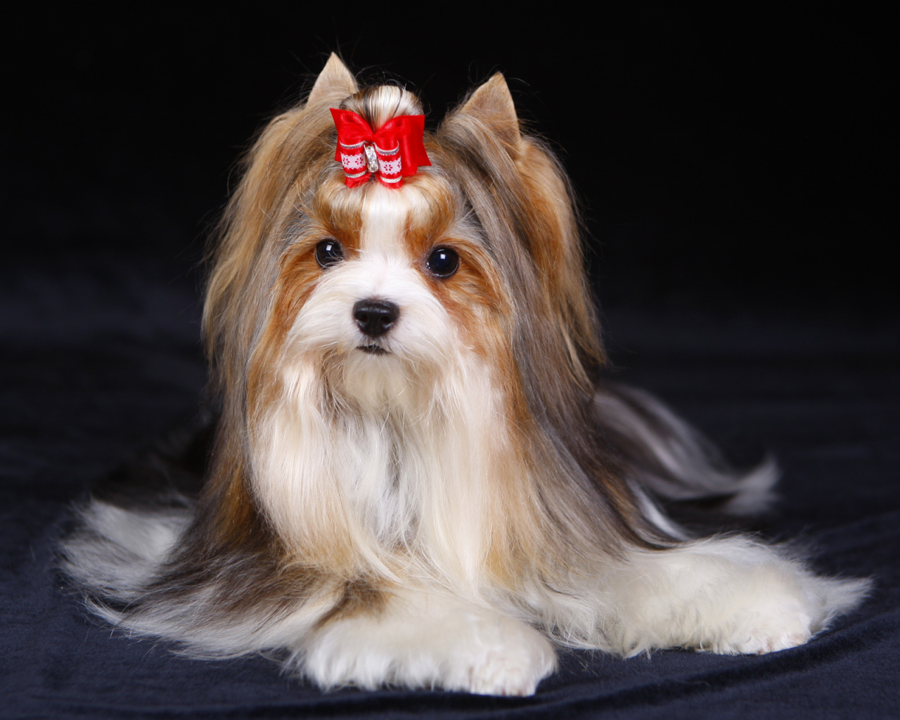 Милашка бивер йорк