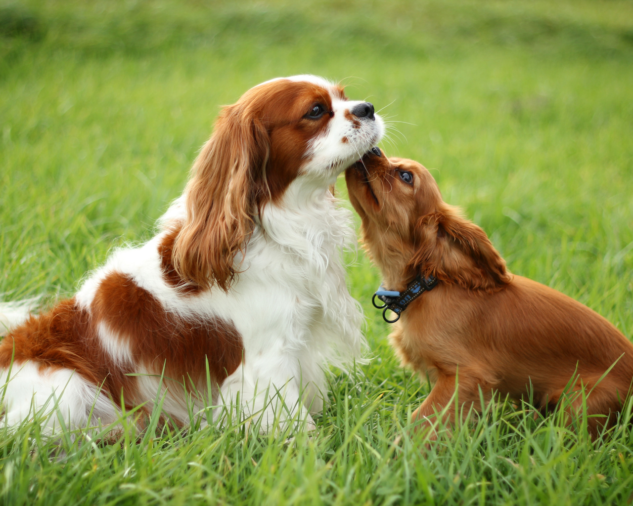 Милашки кавалер кинг чарльз спаниели